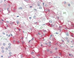 Invitrogen C7 Polyclonal Antibody 100 &mu;g; Unconjugated:Antibodies, Polyclonal