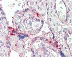 Invitrogen C7 Polyclonal Antibody 100 &mu;g; Unconjugated:Antibodies, Polyclonal