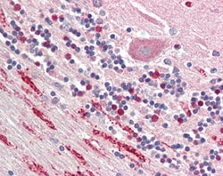 Invitrogen NPTX1 Polyclonal Antibody 100 &mu;g; Unconjugated:Antibodies,