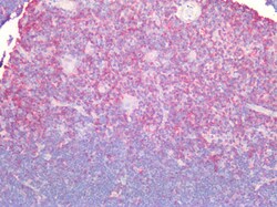 Invitrogen&trade;&nbsp;CD44 Polyclonal Antibody