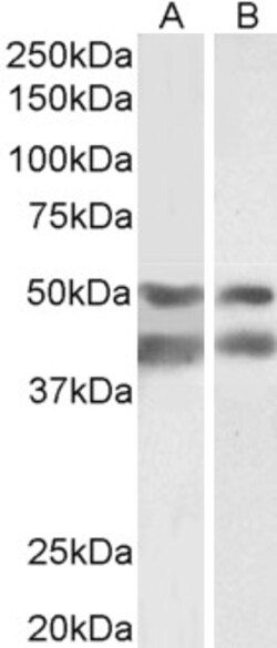 Invitrogen E2F4 Polyclonal Antibody 100 &mu;g; Unconjugated:Antibodies,