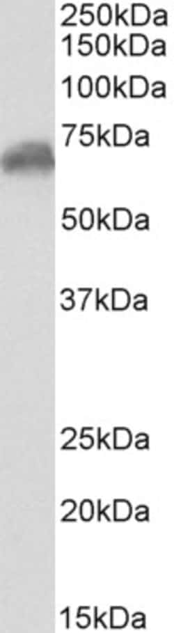 Invitrogen™ Chromogranin C Polyclonal Antibody