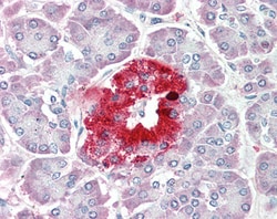 Invitrogen PCSK1N Polyclonal Antibody 100 &mu;g; Unconjugated:Antibodies,