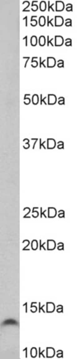 Invitrogen TFF3 Polyclonal Antibody 100 μg; Unconjugated:Antibodies,