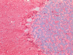 Invitrogen S100B Polyclonal Antibody 100 &mu;g; Unconjugated:Antibodies,