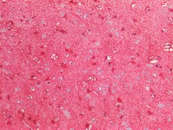 Invitrogen S100B Polyclonal Antibody 100 &mu;g; Unconjugated:Antibodies,