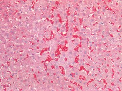 Invitrogen AFP Polyclonal Antibody 100 &mu;g; Unconjugated:Antibodies,