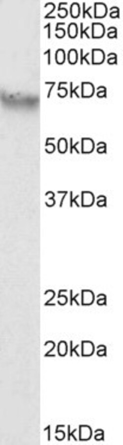 Invitrogen AFP Polyclonal Antibody 100 &mu;g; Unconjugated:Antibodies,