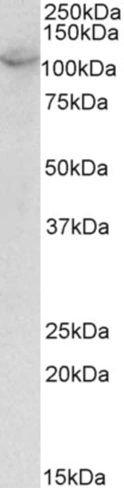 Invitrogen OAS3 Polyclonal Antibody 100 μg; Unconjugated:Antibodies,