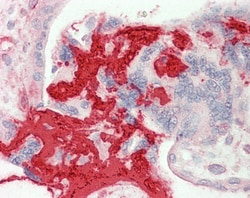 Invitrogen FIBB Polyclonal Antibody 100 &mu;g | Buy Online | Invitrogen&trade; | Fisher Scientific