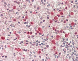 Invitrogen SERPINB1 Polyclonal Antibody 100 &mu;g; Unconjugated:Antibodies,
