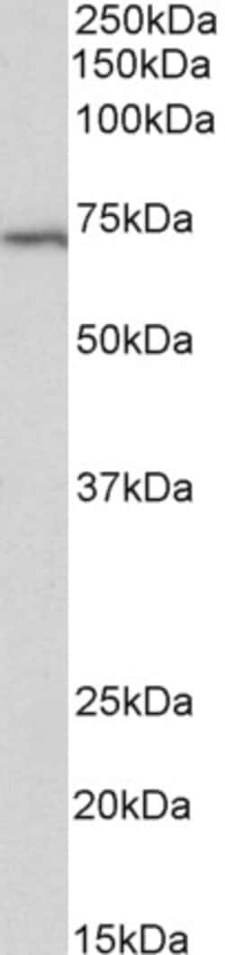 Invitrogen TRIF Polyclonal Antibody 100 &mu;g; Unconjugated:Antibodies,