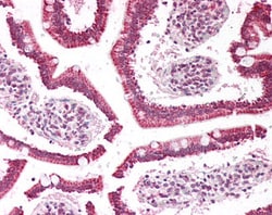 Invitrogen PLA2G2A Polyclonal Antibody 100 &mu;g; Unconjugated:Antibodies,