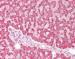 Invitrogen PLA2G2A Polyclonal Antibody 100 &mu;g; Unconjugated:Antibodies,