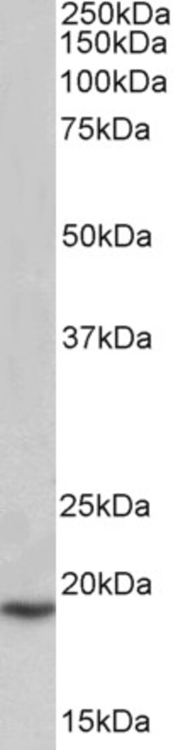 Invitrogen PLA2G2A Polyclonal Antibody 100 &mu;g; Unconjugated:Antibodies,