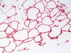 Invitrogen PLIN4 Polyclonal Antibody 100 &mu;g; Unconjugated:Antibodies,