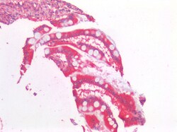 Invitrogen AMACR Polyclonal Antibody 100 &mu;g; Unconjugated:Antibodies,