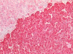 Invitrogen beta Catenin Polyclonal Antibody 100 μg; Unconjugated:Antibodies,