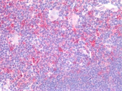 Invitrogen CD74 Polyclonal Antibody 100 &mu;g; Unconjugated:Antibodies,