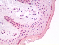 Invitrogen Nucleostemin Polyclonal Antibody 100 μg; Unconjugated:Antibodies,