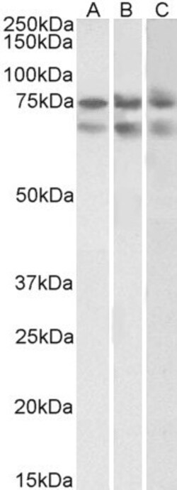 Invitrogen Nucleostemin Polyclonal Antibody 100 &mu;g; Unconjugated:Antibodies,