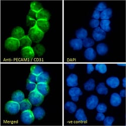 Invitrogen CD31 (PECAM-1) Polyclonal Antibody 100 &mu;g; Unconjugated:Antibodies,