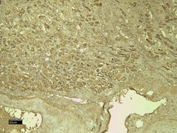 Invitrogen CD31 (PECAM-1) Polyclonal Antibody 100 &mu;g; Unconjugated:Antibodies,