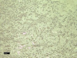 Invitrogen CD31 (PECAM-1) Polyclonal Antibody 100 &mu;g; Unconjugated:Antibodies,