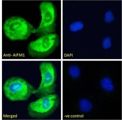 Invitrogen AIF Polyclonal Antibody 100 &mu;g; Unconjugated:Antibodies,