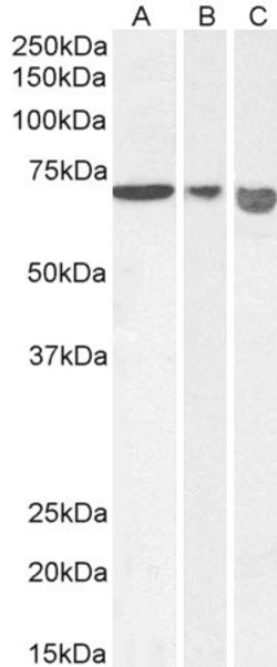 Invitrogen AIF Polyclonal Antibody 100 &mu;g; Unconjugated:Antibodies,