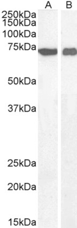 Invitrogen AIF Polyclonal Antibody 100 &mu;g; Unconjugated:Antibodies,