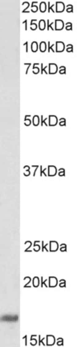 Invitrogen CD83 Polyclonal Antibody 100 &mu;g | Buy Online | Invitrogen&trade; | Fisher Scientific