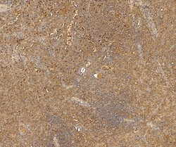 Invitrogen CD68 Polyclonal Antibody 100 &mu;g; Unconjugated:Antibodies,
