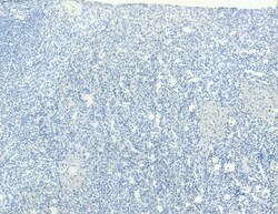 Invitrogen CD68 Polyclonal Antibody 100 &mu;g; Unconjugated:Antibodies,