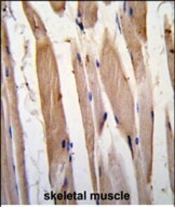 Invitrogen Vinculin Polyclonal Antibody 400 &mu;L; Unconjugated:Antibodies,