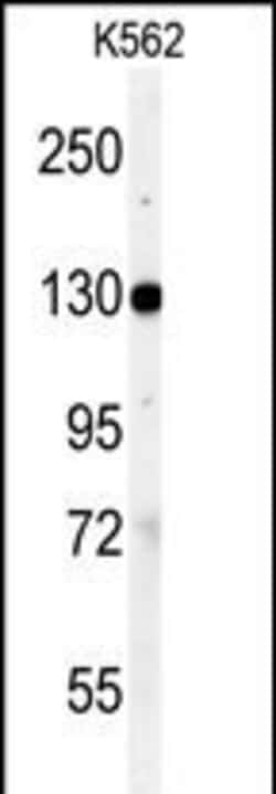 Invitrogen Vinculin Polyclonal Antibody 400 &mu;L; Unconjugated:Antibodies,