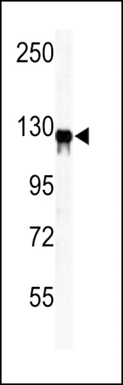 Invitrogen Vinculin Polyclonal Antibody 400 &mu;L; Unconjugated:Antibodies,