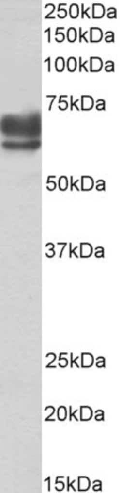 Invitrogen PEX5 Polyclonal Antibody 100 &mu;g; Unconjugated:Antibodies,