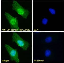 Invitrogen LMO3 Polyclonal Antibody 100 &mu;g; Unconjugated:Antibodies,