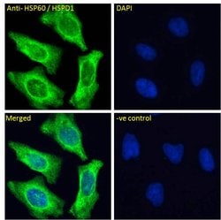 Invitrogen HSP60 Polyclonal Antibody 100 &mu;g; Unconjugated:Antibodies,