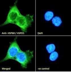 Invitrogen HSP60 Polyclonal Antibody 100 &mu;g; Unconjugated:Antibodies,