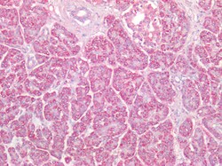 Invitrogen HSP60 Polyclonal Antibody 100 &mu;g; Unconjugated:Antibodies,