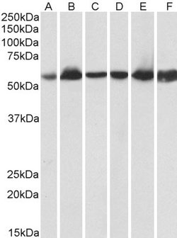 Invitrogen HSP60 Polyclonal Antibody 100 &mu;g; Unconjugated:Antibodies,