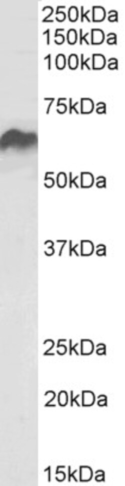 Invitrogen HSP60 Polyclonal Antibody 100 &mu;g; Unconjugated:Antibodies,
