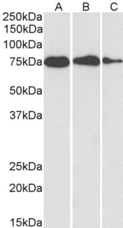 Invitrogen GRP78 Polyclonal Antibody 100 &mu;g | Buy Online | Invitrogen&trade; | Fisher Scientific