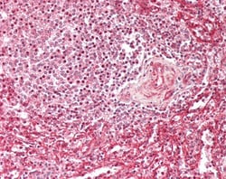 Invitrogen IFITM3 Polyclonal Antibody 100 &mu;g; Unconjugated:Antibodies,