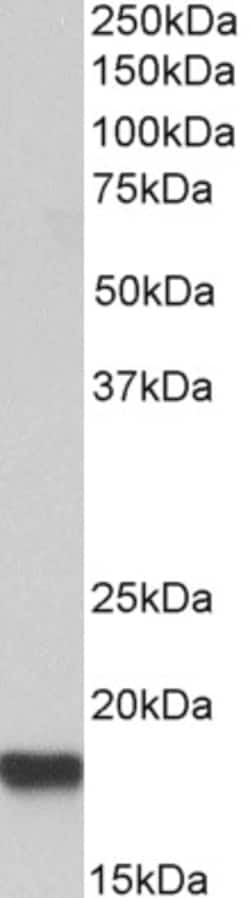 Invitrogen IFITM3 Polyclonal Antibody 100 &mu;g; Unconjugated:Antibodies,