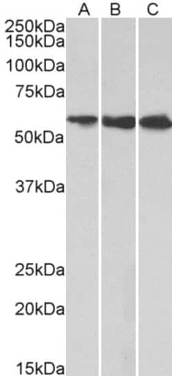 Invitrogen HMGCS1 Polyclonal Antibody 100 &mu;g; Unconjugated:Antibodies,