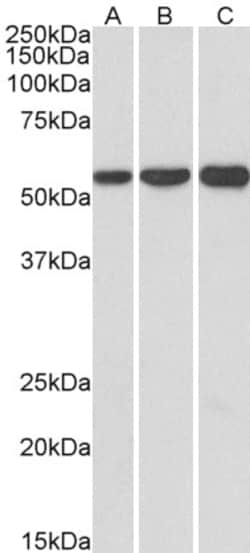 Invitrogen HMGCS1 Polyclonal Antibody 100 &mu;g; Unconjugated:Antibodies,