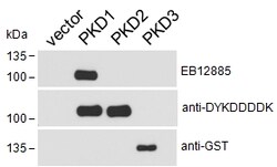 Invitrogen PKC mu Polyclonal Antibody 100 &mu;g; Unconjugated:Antibodies,